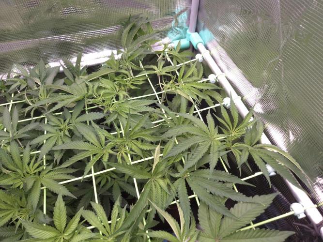 • Deepwater Cherry •. Week 6
