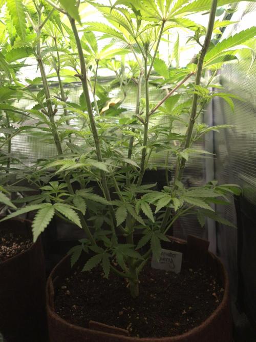 • Deepwater Cherry •. Week 6