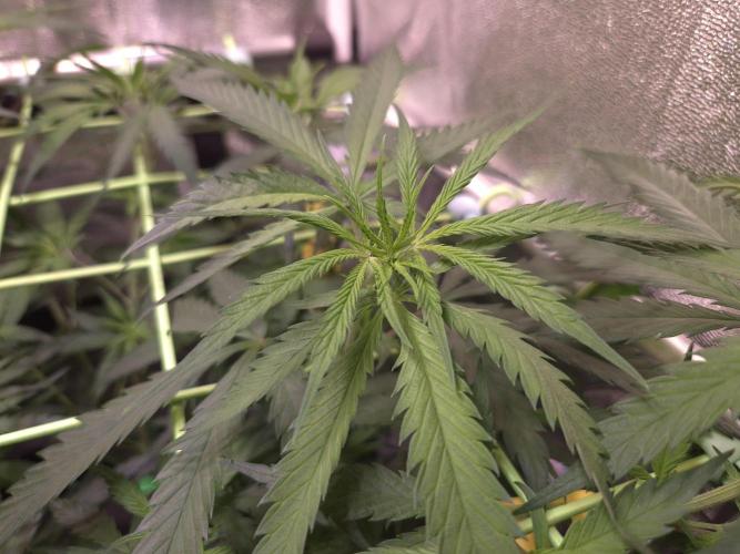 •Strawberry Guava BX•. Week 6