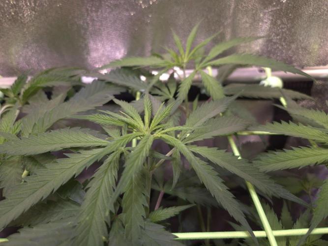 •Strawberry Guava BX•. Week 6