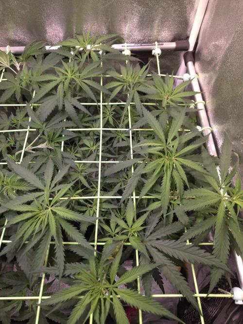 •Strawberry Guava BX•. Week 6