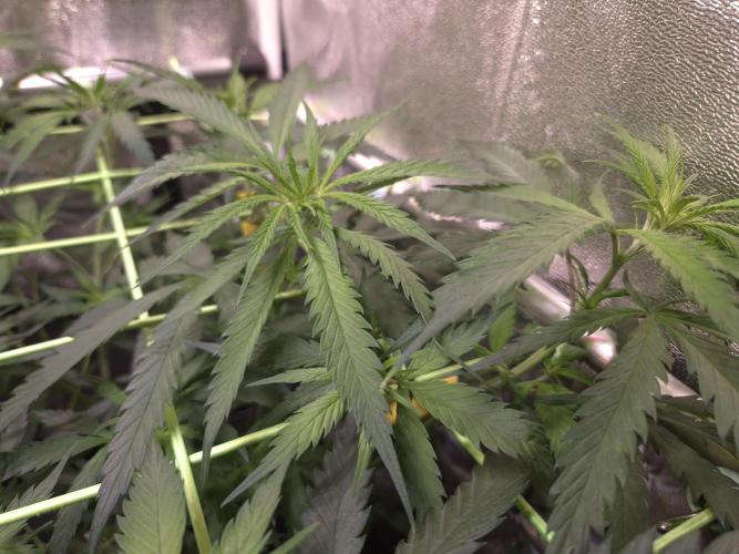 •Strawberry Guava BX•. Week 6