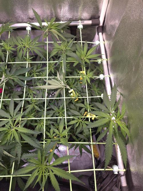 •Strawberry Guava BX•. Week 6