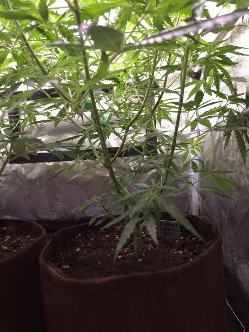 •Strawberry Guava BX•. Week 6