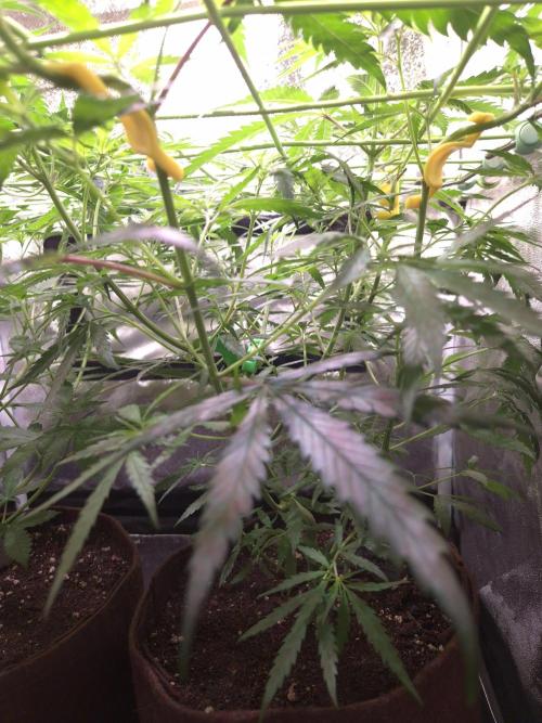 •Strawberry Guava BX•. Week 6