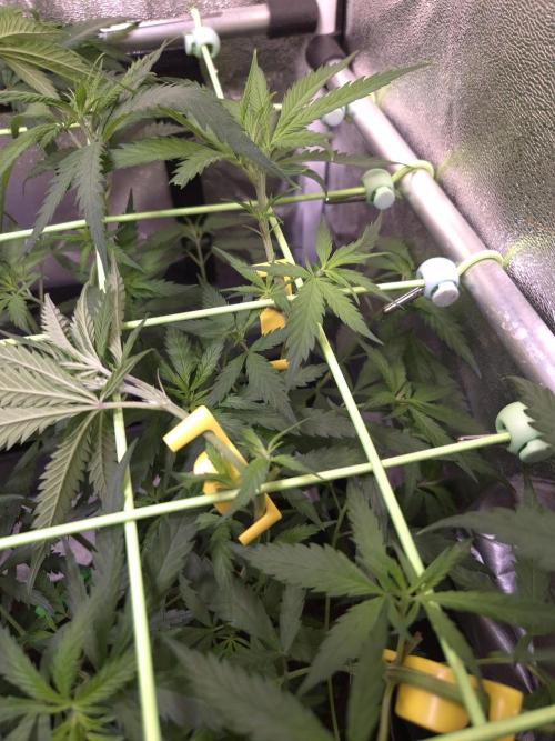 •Strawberry Guava BX•. Week 6