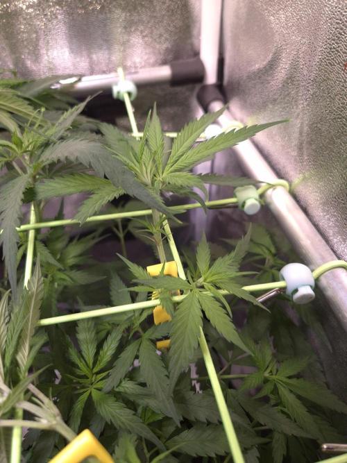 •Strawberry Guava BX•. Week 6