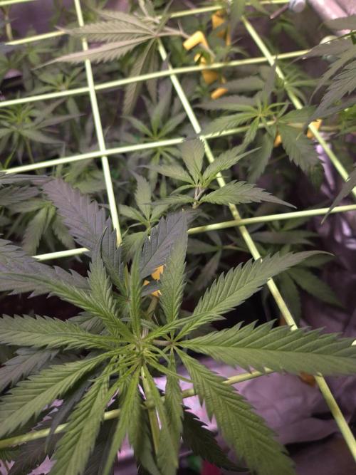 •Strawberry Guava BX•. Week 6