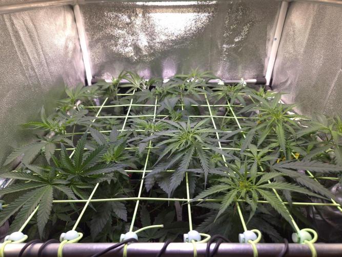 •Strawberry Guava BX•. Week 6