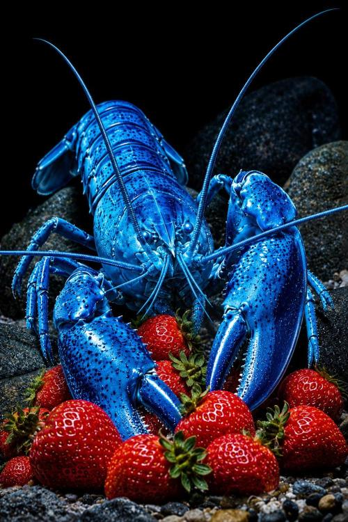• Strawberry Lobster •. Week 6
