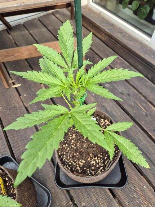 •FBA 2602 • Testers•. Week 4