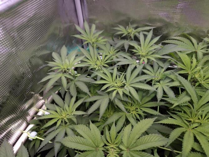 • Fruity Pebbles •. Week 7 - D49/7F