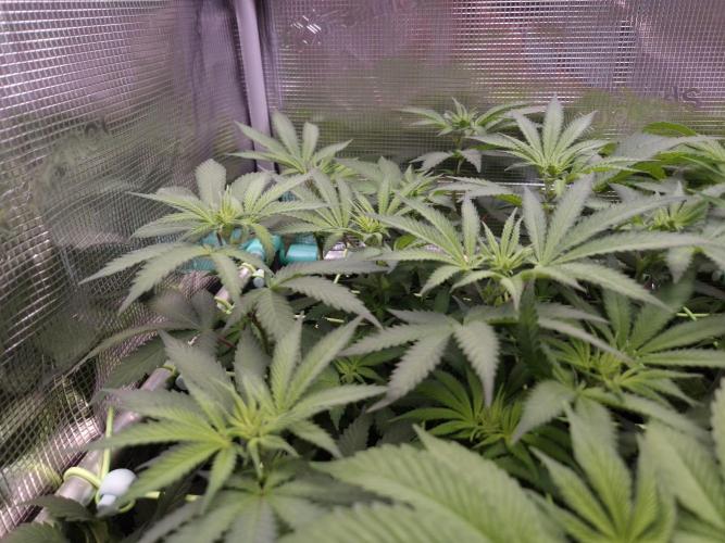 • Fruity Pebbles •. Week 7
