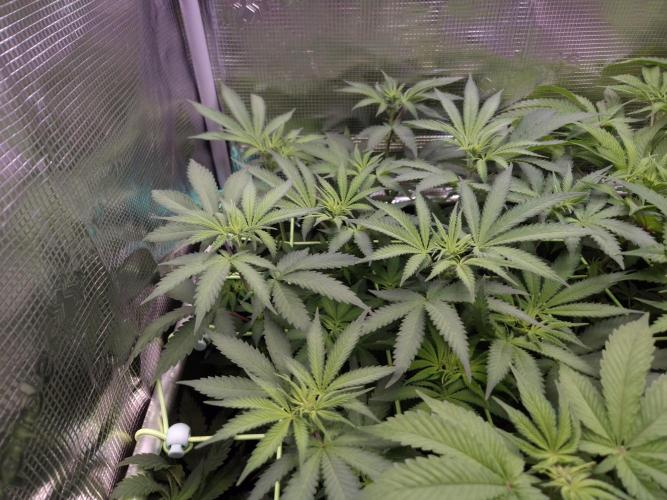 • Fruity Pebbles •. Week 7