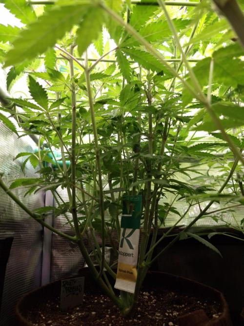 • Fruity Pebbles •. Week 7