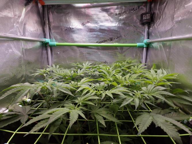 • Fruity Pebbles •. Week 7