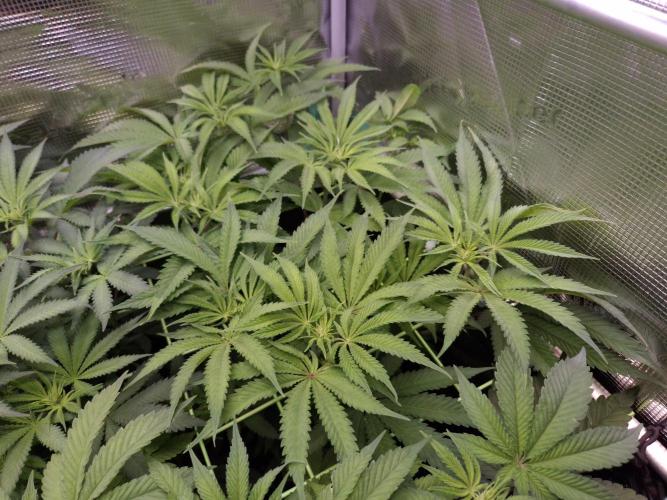 • Deepwater Cherry •. Week 7 - #1   D49/7F