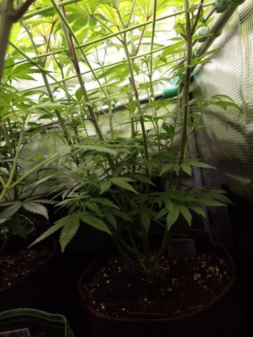 • Deepwater Cherry •. Week 7 - #1
