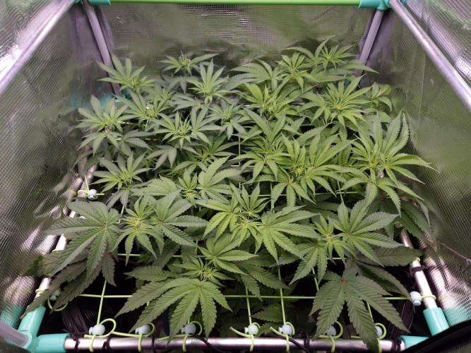 • Deepwater Cherry •. Week 7