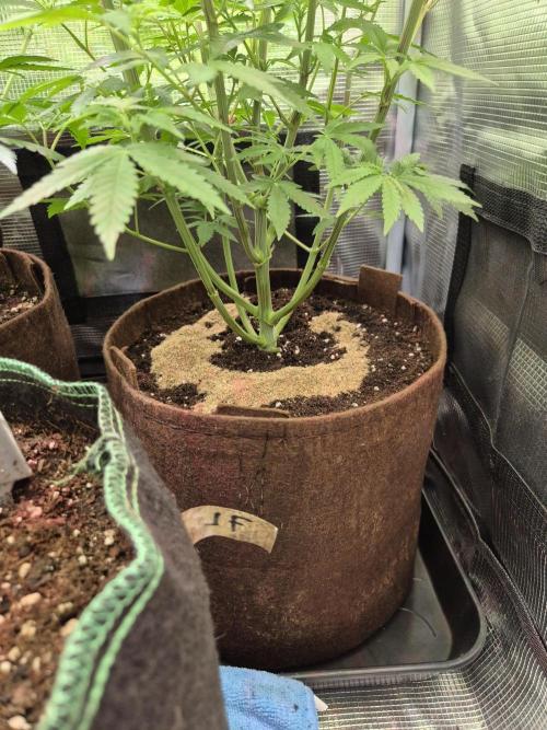 • Deepwater Cherry •. Week 7