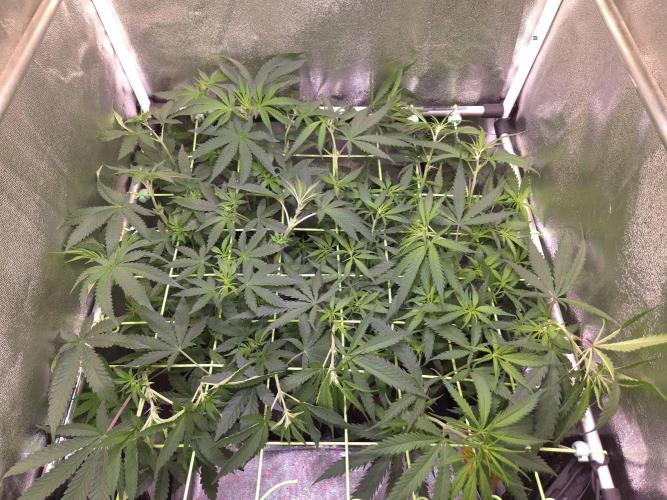 •Strawberry Guava BX•. Week 7 - D45/3F