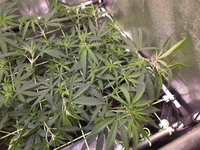 •Strawberry Guava BX•. Week 7 - D45/3F