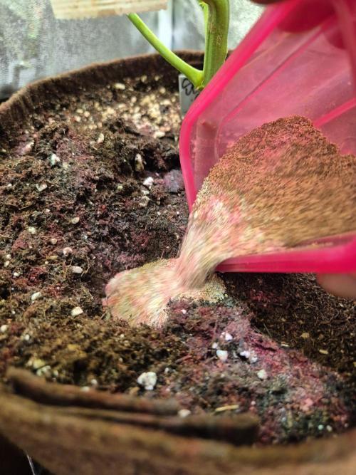 •Strawberry Guava BX•. Week 7 - D47/5F --Silicium Flash 