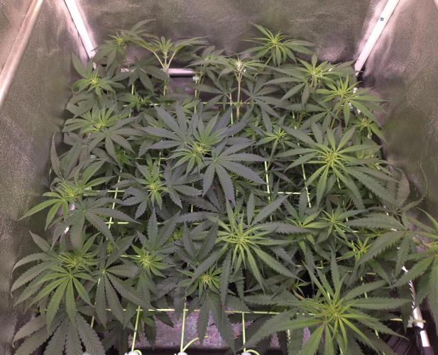 •Strawberry Guava BX•. Week 7 - D48/6F //one day after adding Silicium Flash 
