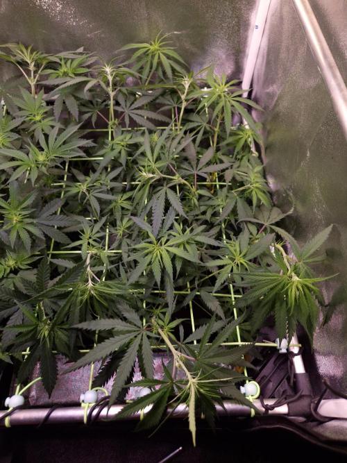 •Strawberry Guava BX•. Week 7