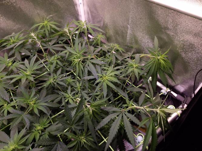 •Strawberry Guava BX•. Week 7