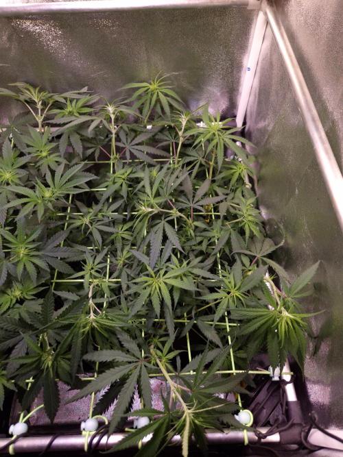 •Strawberry Guava BX•. Week 7