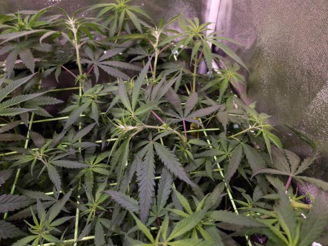 •Strawberry Guava BX•. Week 7