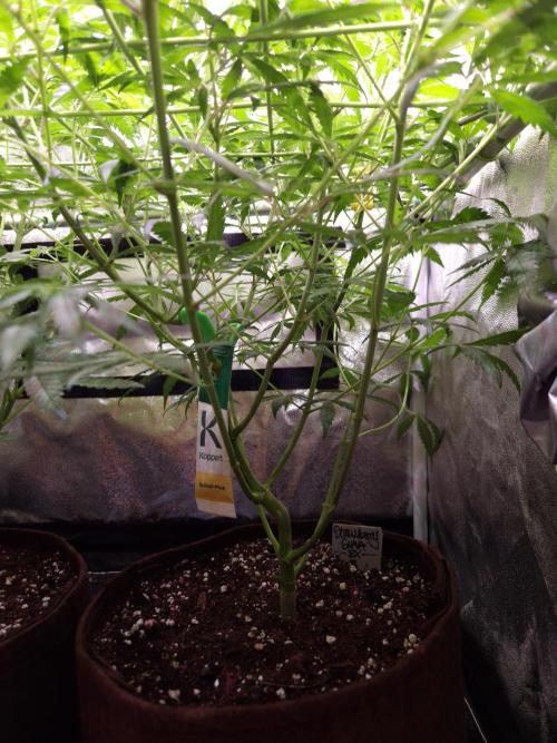 •Strawberry Guava BX•. Week 7 - Undercanopy