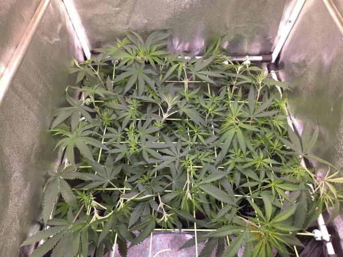 • Strawberry Lobster •. Week 7 - D45/3F