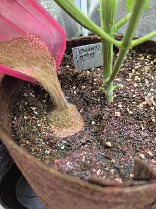 • Strawberry Lobster •. Week 7 - adding Silicium Flash 