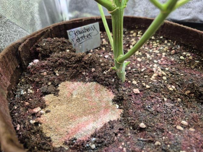 • Strawberry Lobster •. Week 7