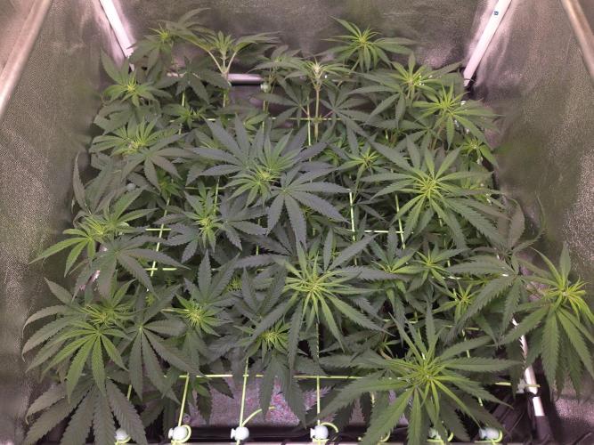 • Strawberry Lobster •. Week 7 - D48/6F //1day after adding Silicium Flash
