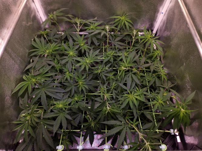 • Strawberry Lobster •. Week 7 - D49/7F
