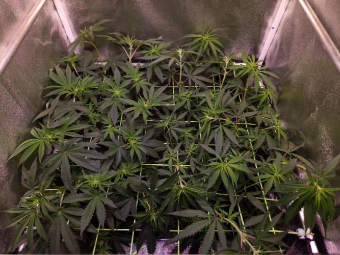 • Strawberry Lobster •. Week 7 - D49/7F