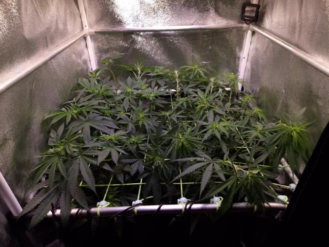 • Strawberry Lobster •. Week 7