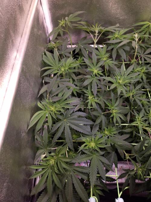 • Strawberry Lobster •. Week 7