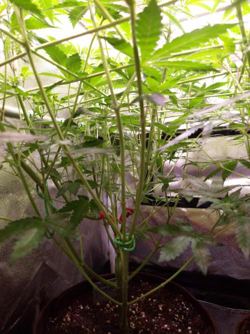 • Strawberry Lobster •. Week 7