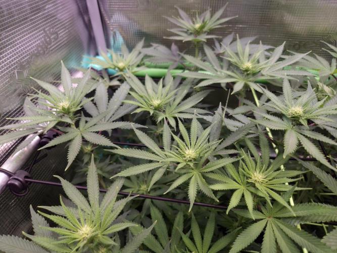 • Fruity Pebbles •. Week 8 - D56/14F