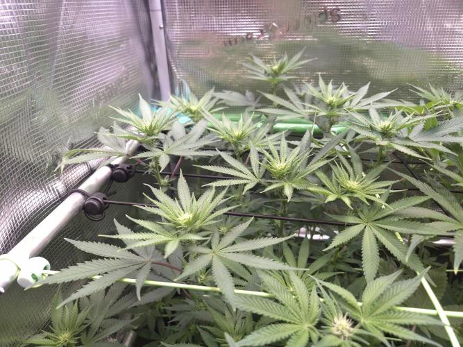 • Fruity Pebbles •. Week 8