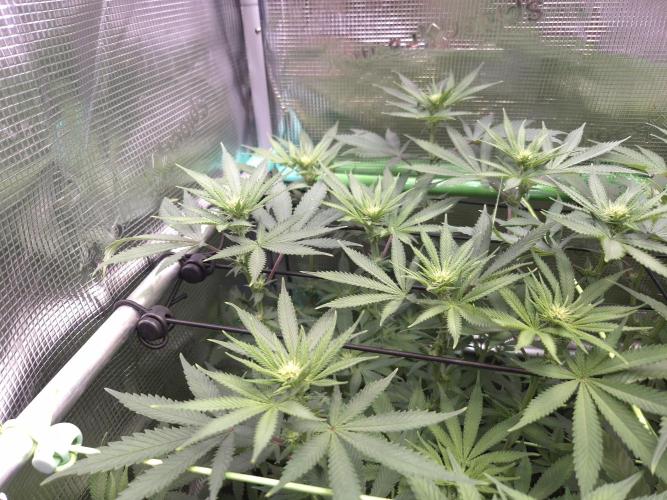 • Fruity Pebbles •. Week 8