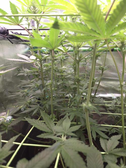 • Fruity Pebbles •. Week 8