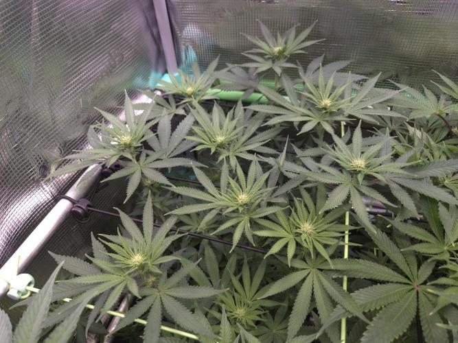 • Fruity Pebbles •. Week 8
