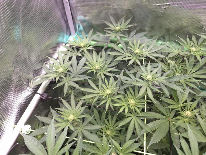 • Fruity Pebbles •. Week 8
