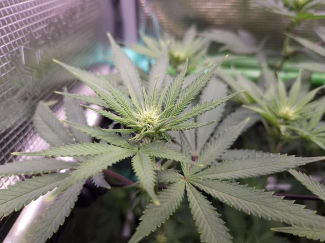 • Fruity Pebbles •. Week 8