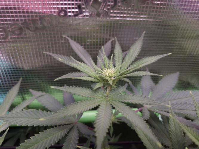 • Fruity Pebbles •. Week 8